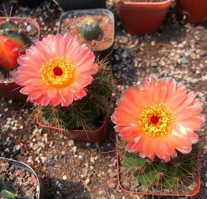 实生仙人球带花苞 红花青王丸 南国玉属室内防辐射多肉植物盆栽