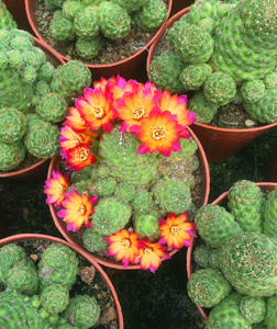 卡莱主教 复色花仙人球沟宝山属 阳台净化空气开花多肉植物盆栽