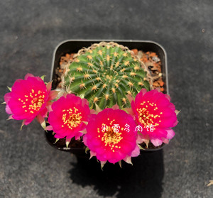 阳春丸仙人球群生多头阳圣丸开花多肉植物阳春玉防辐射吸甲醛盆栽