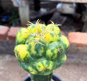 象牙丸锦 精品仙人球 嫁接球锦美观多肉