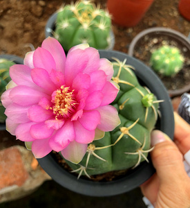 美花海王仙人球