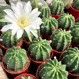 实生王冠短毛丸粉花白花仙人球 稀有品种开大花防辐射绿植盆栽