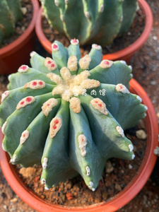 米雪多肉馆 无刺王冠龙实生仙人球开花多肉植物防辐射仙人掌盆栽