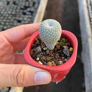 乌月丸epithelantha unguispina 月世界属自根仙人球多肉植物盆栽