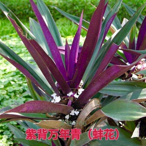 紫背万年青盆栽蚌花紫锦兰花卉常绿植室内好养草本观叶植物蚌壳花