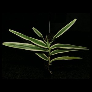 maggie oei  variegata    叶艺杂交蝎子兰