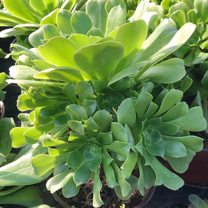 绿羊绒法师老桩直销多肉植物盆栽大型花翠绿色花朵露天阳台好养易