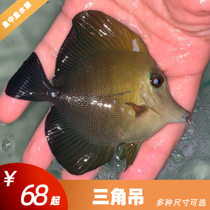 海水鱼 活体 珊瑚 观赏鱼 倒吊鱼 宠物鱼 海水神仙鱼 黑三角吊