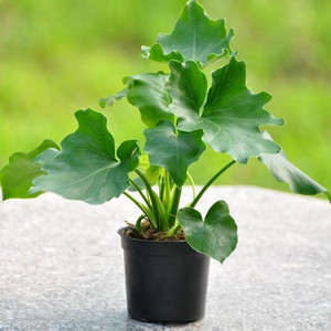 春羽盆栽 春雨大盆栽四季常植物 净化空气 吸甲醛 水培植物盆栽花