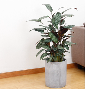 飞羽竹芋室内客厅大型绿植花卉耐阴植物喜阴吸甲醛净化空气大盆栽