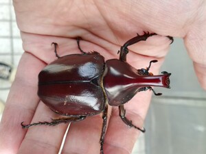 独角仙之家～佛罗伦斯姬兜小个体单公出售甲虫兜虫宠物昆虫活体