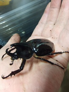 独角仙之家-短角黑金刚姬兜单公出售甲虫宠物昆虫活体儿童礼物