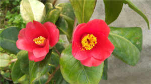 崂山耐冬,茶花,花卉,开花植物.