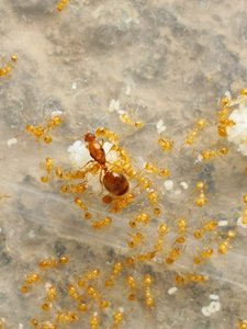 法老小家蚁monomorium pharaonis 活体宠物蚂蚁世界工坊爬虫爬宠