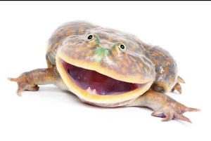 大列巴小丑娃角蛙蟾蜍活体各种各样的小宠物馒头蛙活南瓜蛤蟆