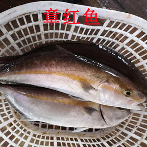 鲜活章红鱼 油红甘鱼 冰鲜刺身青甘黄狮鱼 整条4-12斤 65一斤