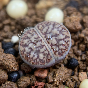 嘉人食色线招福线纹招福玉netwerk番杏科生石花多肉植物一物一拍