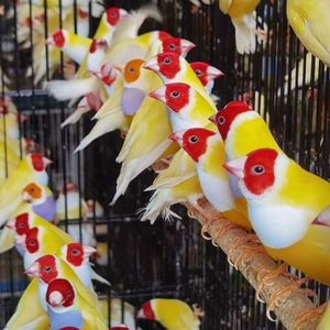 活体鸟手养鸟宠物鸟七彩文鸟十姐妹鸟珍珠鸟绿背 金背 蓝背