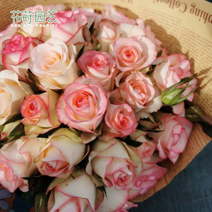 花莳园艺【朱米莉亚/艾莎】直立切花月季阳台庭院盆栽淡香花期长