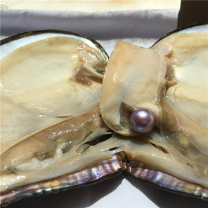 00tb266421403淘宝天然淡水珍珠直播活体开蚌取珠妖紫爱迪生单珠蚌