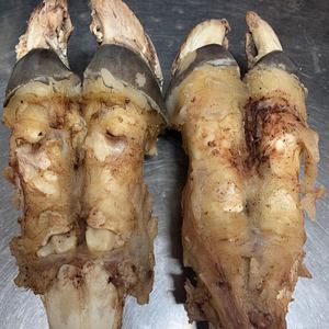 苏北特产 秦南水牛肉食草现杀水牛牛蹄一对前后蹄 九里香半熟顺丰