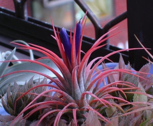 特价空气凤梨 鲁布拉红精灵小苗 花场自产自销 优品质 买一送一