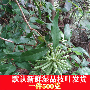 新鲜湿草药 假鹰爪 一串珠 鸡爪凤 酒饼叶 野生中草药