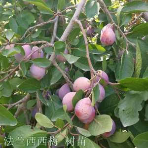 法兰西西梅苗 梅李苗 嫁接果树苗青梅树果苗 美国 四川成森苗木