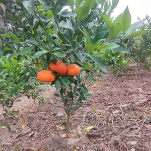 水果苗树南方四川