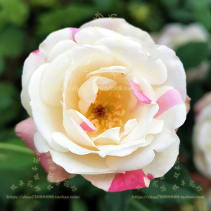 枫叶芦花 红白鸳鸯五色缤纷五彩中国古老月季四季开花盆栽 包邮