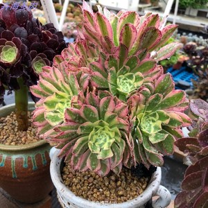 稀有品种法师高端锦艳日伞多肉植物易养盆栽手捧玫瑰老桩网红爆款