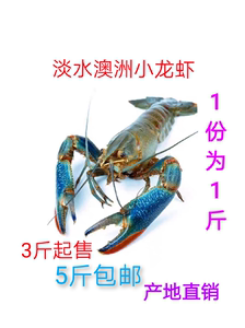 鲜活澳洲小龙虾  淡水小龙虾 干净蓝龙虾 小青龙二斤起发