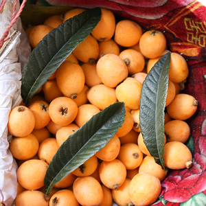 枇杷果 新鲜枇杷野生特产孕妇长虹甜琵琶果枇杷果新鲜水果3斤