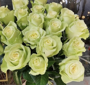 绿茵 绿色切花月季玫瑰花苗 直立好盆栽植物庭院地栽阳台花卉绿植