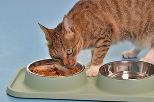 防蚂蚁猫碗狗狗餐桌防滑不锈钢喂食器道格宠物用品猫双碗狗碗狗盆