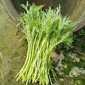 野生藜蒿
