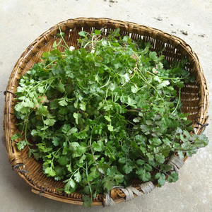 农家自种露天不催肥新鲜小香菜小芫荽臭菜火锅菜胡荽香荽青菜包邮