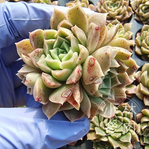 海洋之星血斑新品杂交海琳娜莫西干人杂交精控穴盘苗 小林多肉