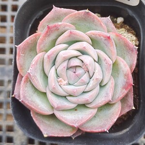 一物一拍 韩国粉水晶玫瑰周正粉透多肉植物新手好养 2月13日更新