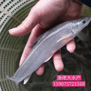优质淡水银鳕鱼苗 大鳞鲃鱼苗 淡水鱼苗 高档鱼苗活体鳕鱼