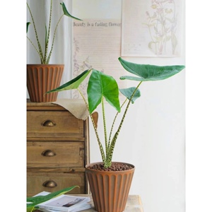 斑马海芋网红文艺【虎斑】风轻奢热带绿植森系北欧风室内客厅阳台