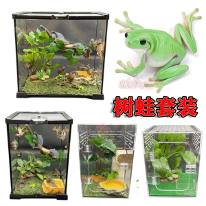 tb233479845淘宝牛奶树蛙活体 姥爷牛奶树蛙老爷雨林树蛙莫丝蛙 淋