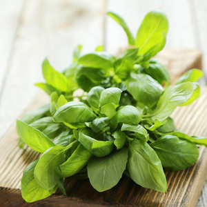 新鲜甜罗勒叶 食用牛排披萨草 罗勒叶酱调料 青酱50克新鲜蔬菜