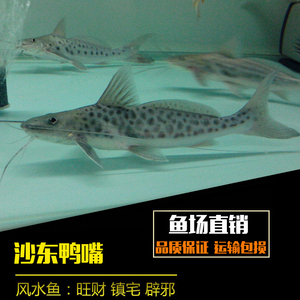 斑马鸭嘴鱼