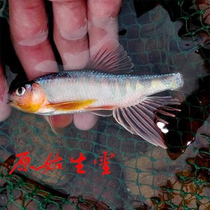 双尾鱼冷水