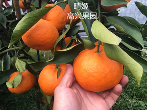 晴姬象山晓塘柑橘清甜可口高糖无酸味蜜桔礼盒装江浙沪包邮