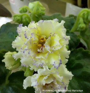 非洲堇 黄金尼伯龙 Ле-з. Нибелунгов优秀黄颜色堇