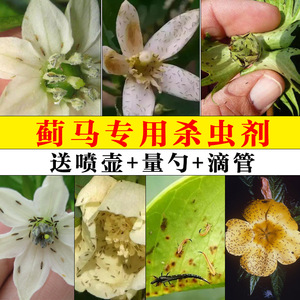 蓟马专用杀虫剂勇冠啶虫脒花卉月季辣椒烟草棉花蔬菜通用灭虫农药