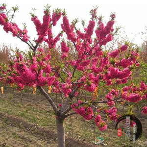 传统桃花树苗紫叶桃树苗许愿树树 桃树苗木盆栽地栽绿化苗木