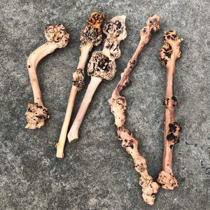 云南特产黑果树黑果木背锤捶背 木雕 天然树瘤原生态半成品大瘤6